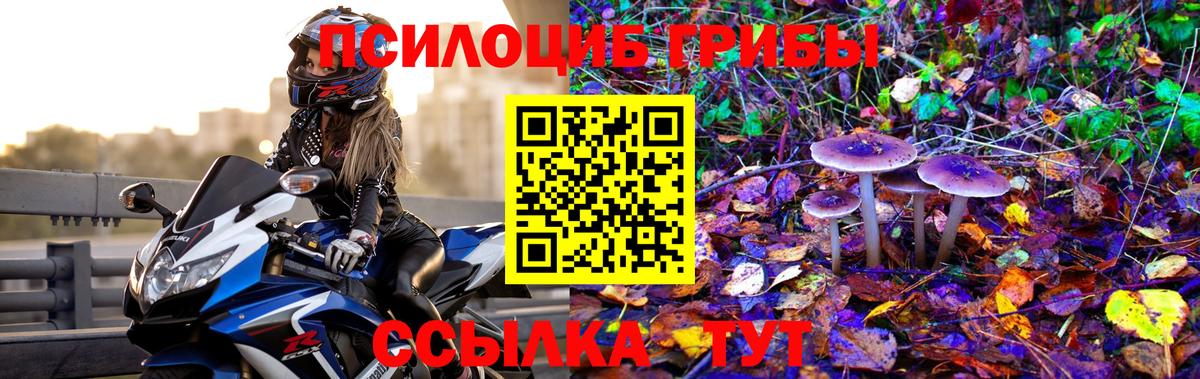Галлюциногенные грибы Psilocybe Прохладный